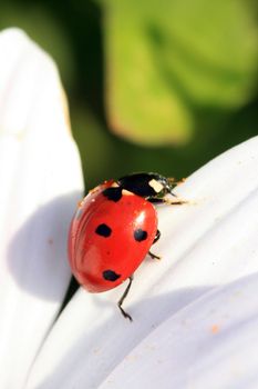 ladybug in nature macro shoot