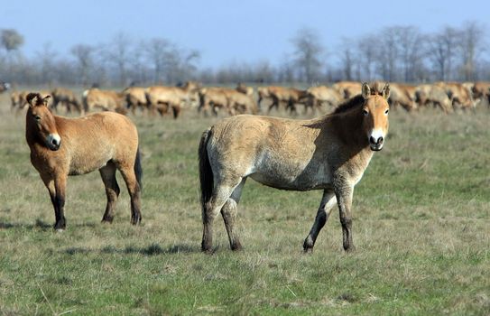 tarpan at Ascania-Nova park. Ukraine