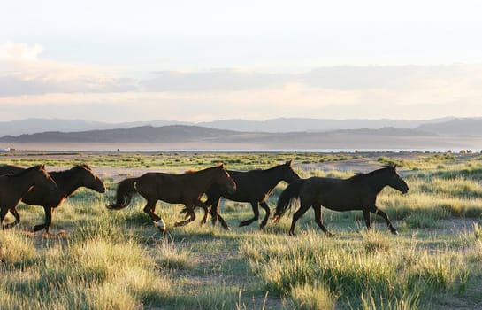 wild horses running through the mongolia prairie