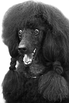 Black funny dog isolated on white