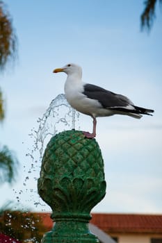 A seagul enjoys a bath in a green fountain