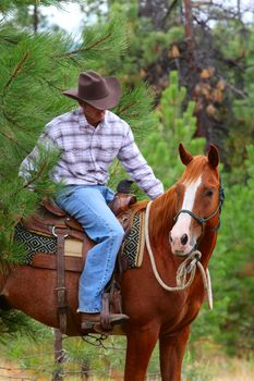 Cowboy working his horse in the field