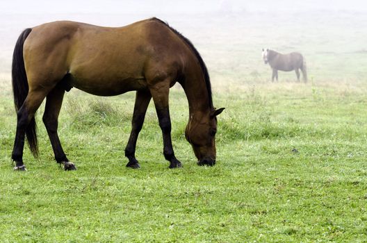 Two horses in a green pasture