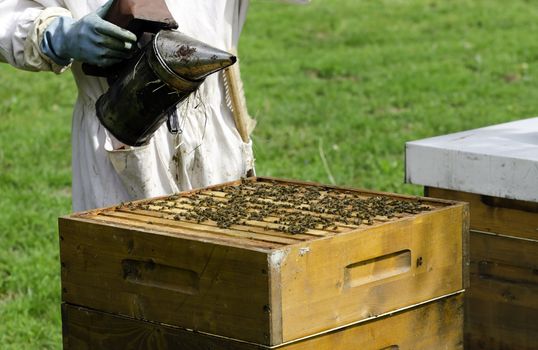 a beekeeper at work