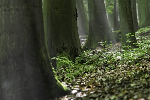 trees in the forest