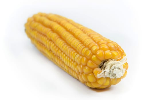a corn on a white background