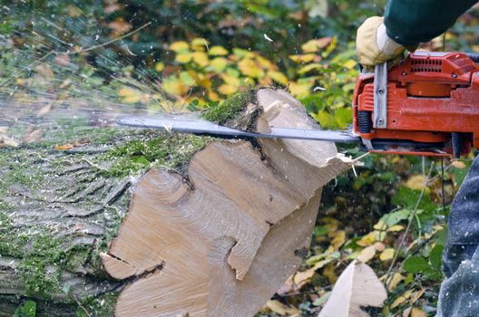 a lumberjack at work