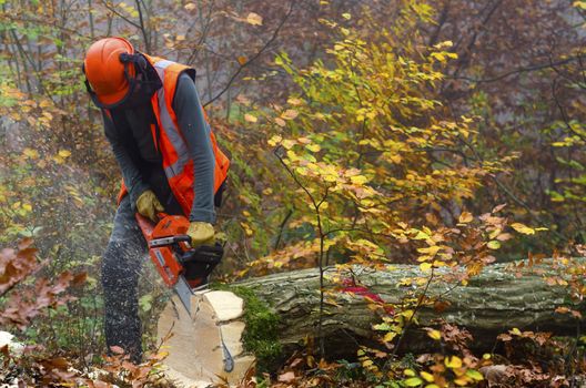  a lumberjack at work