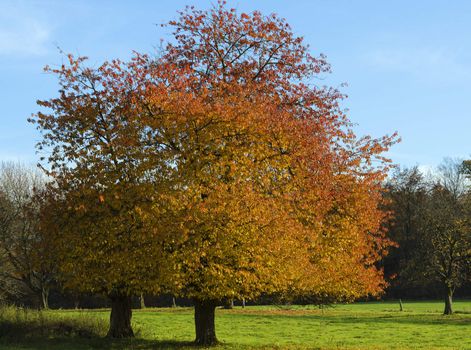 fruit trees with autumnal colors