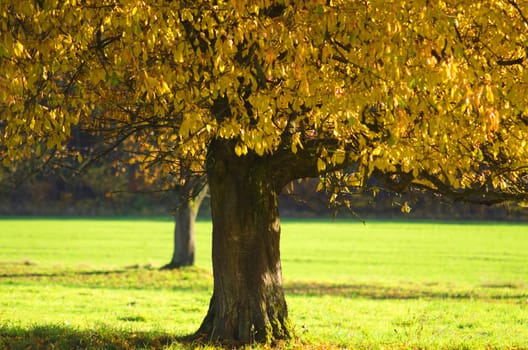 a tree with autumnal foliage