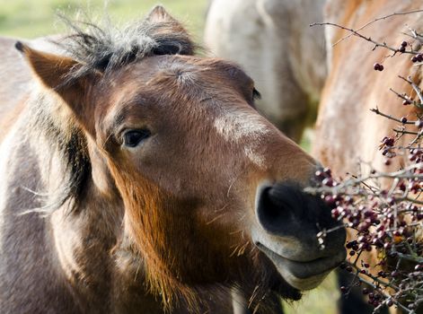 a horse grazing on berries