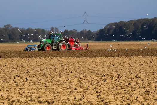 Tractor sowing the field with swarm of birds searching for food