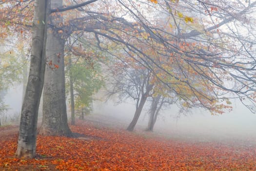 Mist in fall - Beechtrees and colorful fallen leaves in dense fog on cold November day