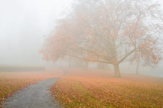 Dense fog in fall - Big Plane tree with fallen leaves in the mist on cold November day
