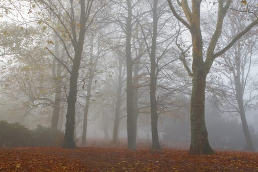 Mist in fall - Trees in dense fog on cold November day