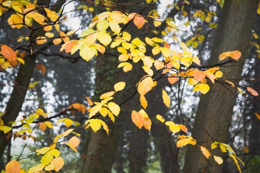 Misty day in November - Last yellow leaves on beechtrees in autumn