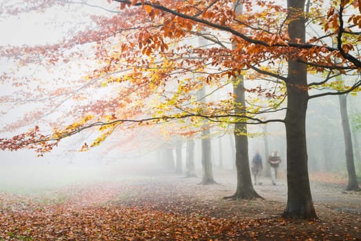 Beechtrees with brown and yellow leaves in dense fog in autumn 