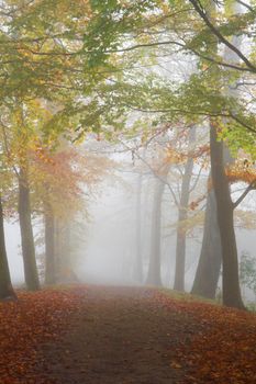 Mist in fall - Path with beechtrees in dense fog on cold November day