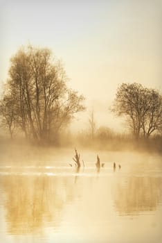 a pond in a misty atmosphere