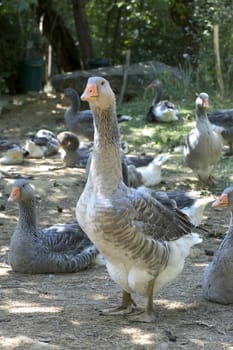 goose breeding in France in the area of Perigord