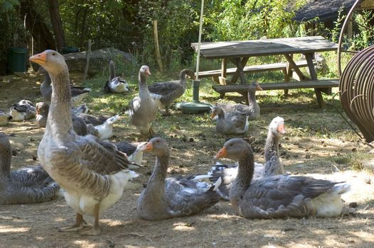 goose breeding in France in the area of Perigord