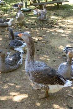 goose breeding in France in the area of Perigord