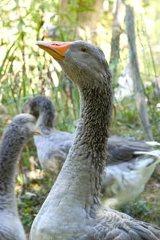 goose breeding in France in the area of Perigord