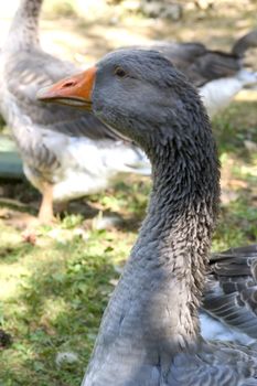 goose breeding in France in the area of Perigord