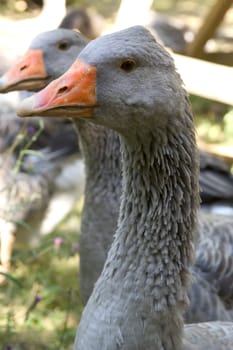 goose breeding in France in the area of Perigord