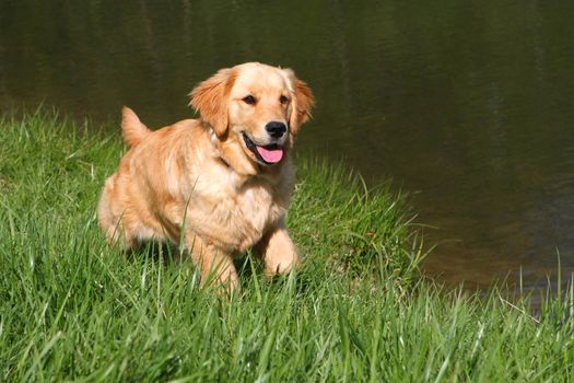 Golden Retriever Walking Beside Pond in afternoon sun