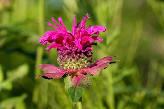 Bergamot Flower Monarda didyma in morning sun