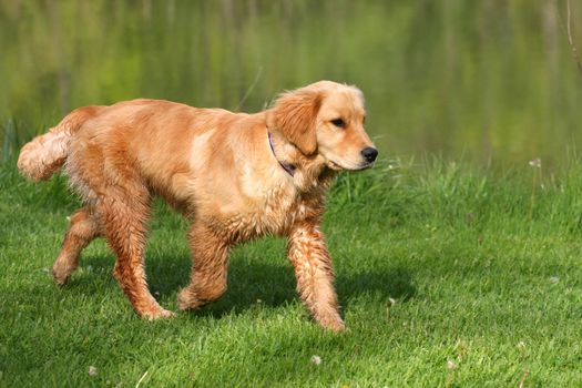 Golden Retriever Walking Along Edge Of Pond