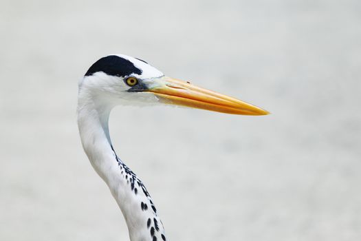 Stork on the ocean coast