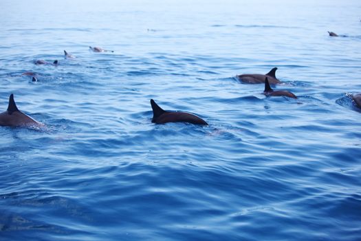 dolphins in blue ocean waves