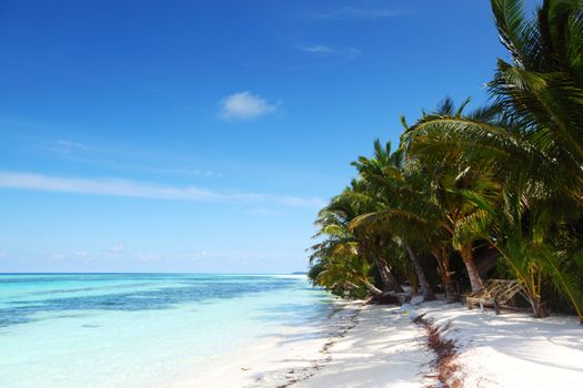 tropical island palm sea and sky