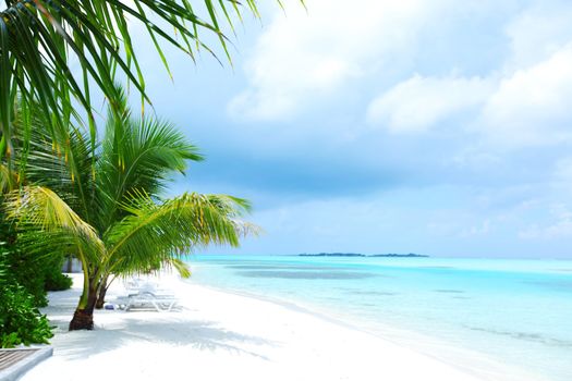 tropical island palm sea and sky