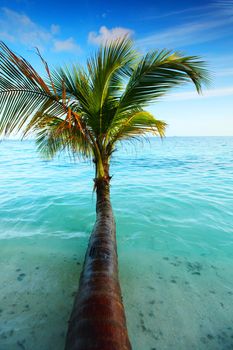 tropical island palm sea and sky