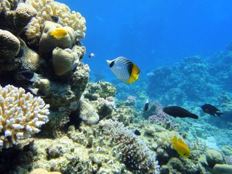 Butterfly fish in Red sea, Sharm El Sheikh, Egypt