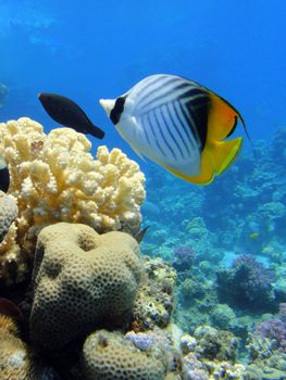 Butterfly fish in Red sea, Sharm El Sheikh, Egypt