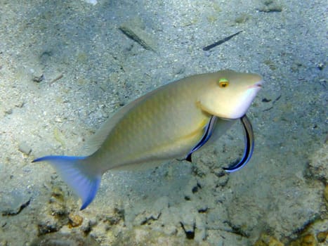 Operate fish cleahers in Red sea, Sharm El Sheikh, Egypt