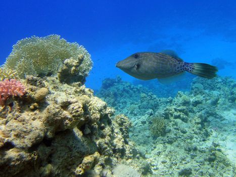 Interest fish in Red sea, Sharm El Sheikh, Egypt