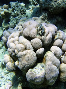 Interest coral in Red sea, Sharm El Sheikh, Egypt