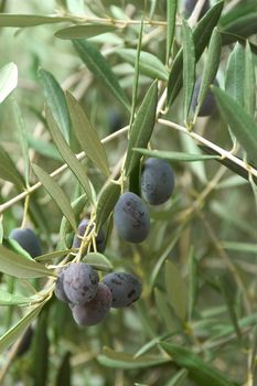 fields of olive-trees in France in the department of Gard