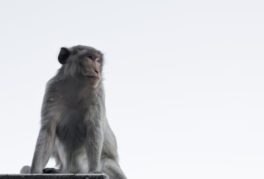 Macaque monkey sat on the right in Thailand