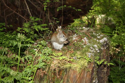 Small squirrel in Canadian forrest during spring