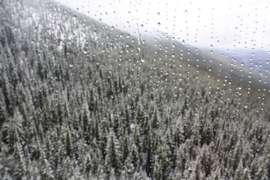 Waterdrops against a window with pine forest in background