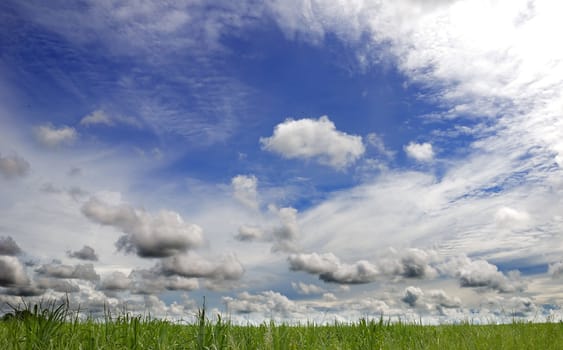 Green field and sky blue with cloud