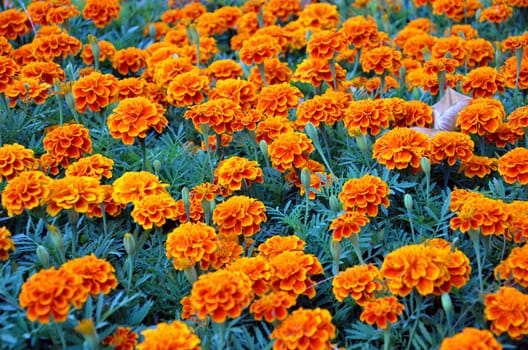 beautiful summer garden with yellow marigold