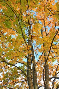 yellow sheet on autumn maple