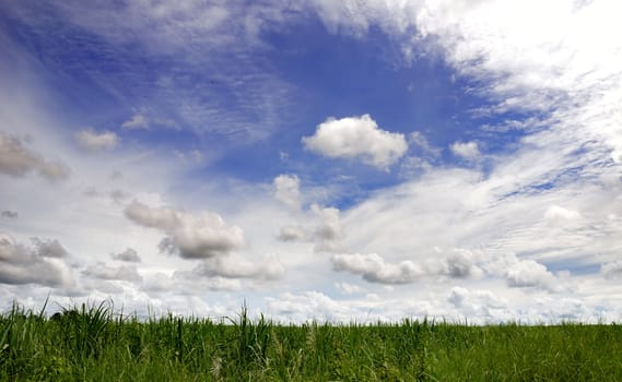 Green field and sky blue with cloud 